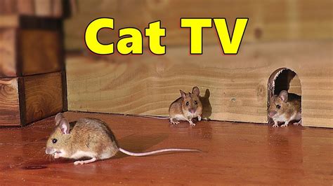 Cat And Mouse 1xbet